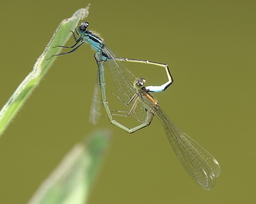 blue-tailed damselfly